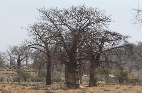 baobab-u-zimbabveu01.jpg