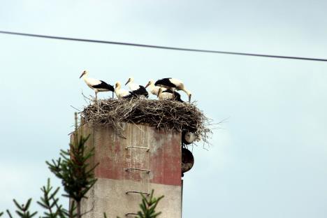 rode-jagodina-foto-tanjug-dusan-anicic-1.jpg