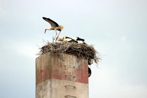 rode-jagodina-foto-tanjug-dusan-anicic-2.jpg