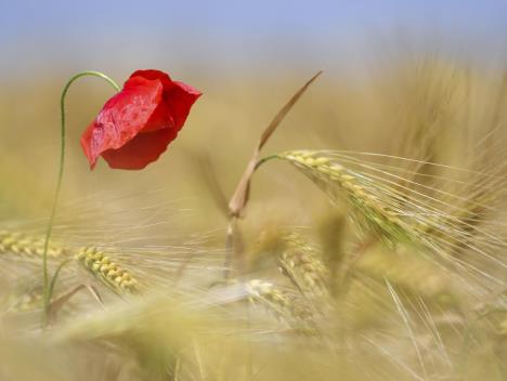 livada-cvece-priroda-foto-ap-jun-2017--222.jpg