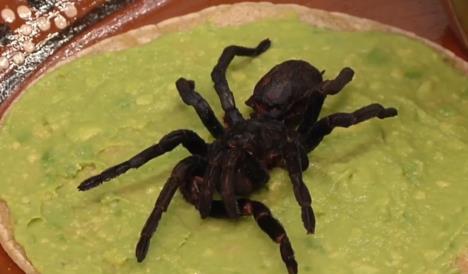 tarantula-tortilja.jpg