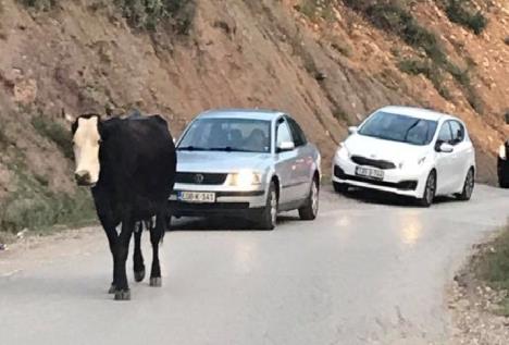 magistrala-foca--niksic.jpg