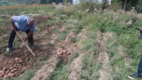 dobrivoje-krsmanovic-krompirijada-katici-ivanjica-foto-tanjug-glas-zapadne-srbije-g-otasevic-2.jpg
