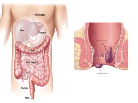 body-scheme.jpg