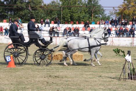 srecko-najmanji-konj-na-svetu-foto-fijakerijada-surduk-3.jpg