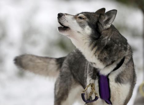 haski-foto-ap-jan-2018.jpg