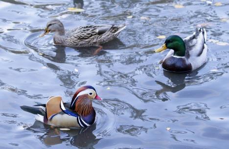 profimedia0394002244-mandarin-duck.jpg