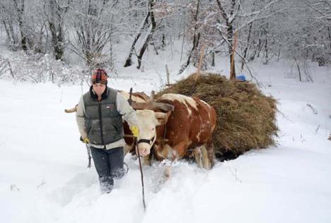 loznica--po-seno-volovima-foto-d.pantelic.jpg