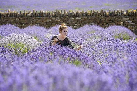 lavanda-foto-ap-jul-2017.jpg