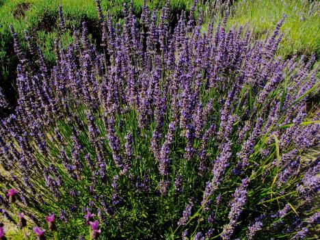 lavanda-foto-ap-nov-2015.jpg