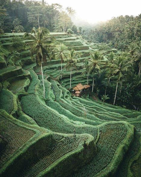 bali-rice-fields-1.jpg