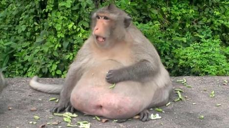 v_fat-monkey_15548988641.jpg