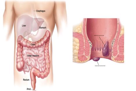 body-scheme.jpg