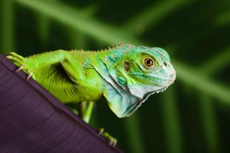 profimedia0104271570-iguana.jpg