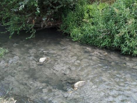 1280x0-pomorjablanica2fotocitalac.jpg