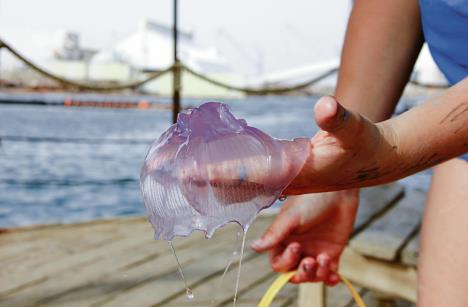 stockphotojellyfishinhand1065738578.jpg