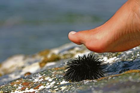 stockphotofootonaseaurchin768979825.jpg