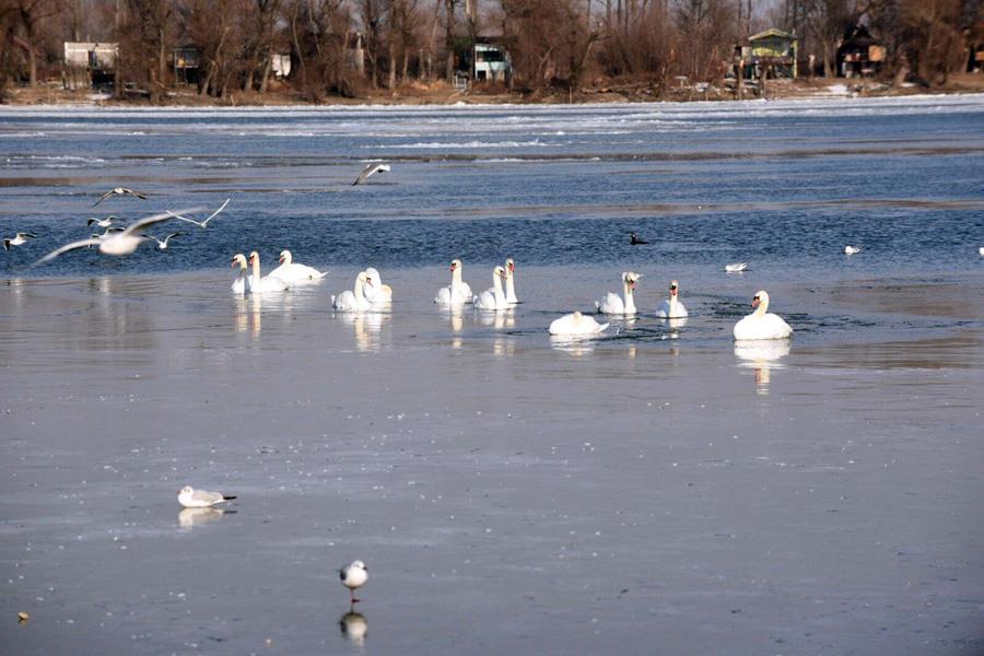 zemunski-kej-labudovi-led-hladnoca-beograd-dunav.jpg