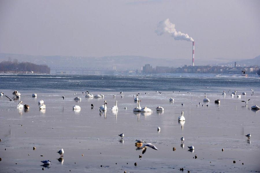 zemunski-kej-labudovi-led-hladnoca-beograd-dunav.jpg