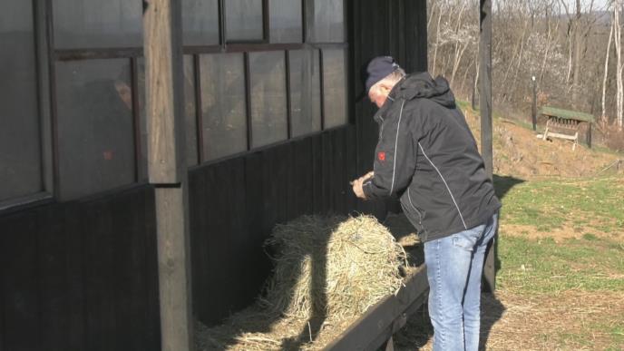 Brzan, Batočina, galop, Dušan Kostić