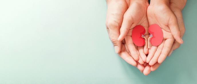 transplantacija-bubrega-shutterstock-1902462097.jpg