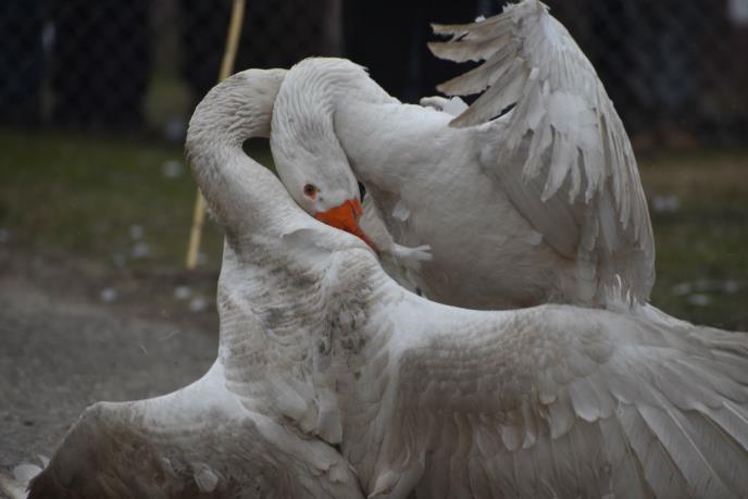 bespošedno foto s.u..jpg
