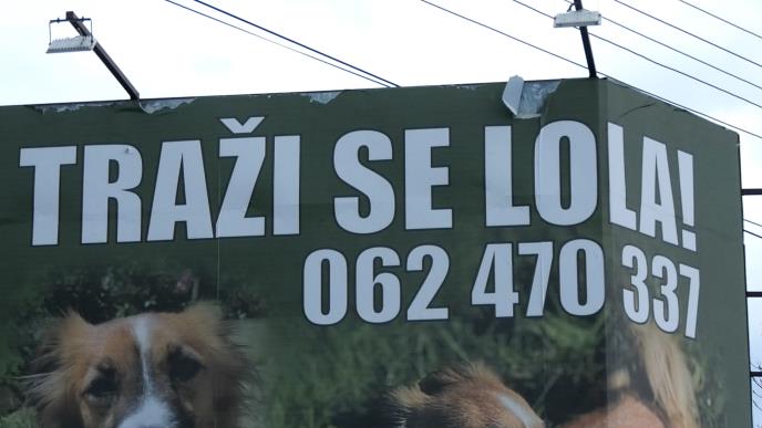 1745477996_cacak-lola-se-nije-vratio-kuci-fototorina9.jpg