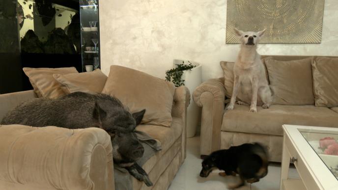 jutarnji clean.01_26_27_18.Still020.jpg