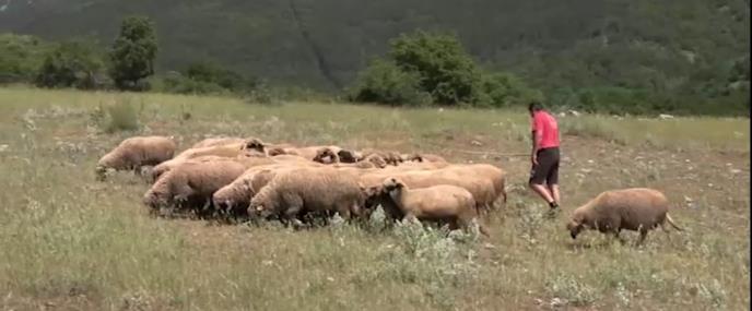 uzgoj ovaca u Malom Suvodolu