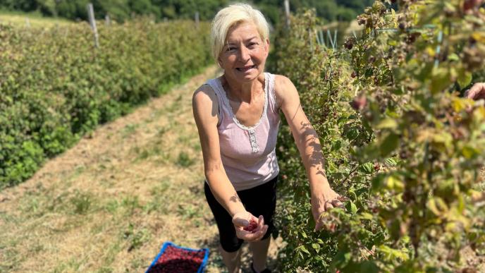 maline, branje malina