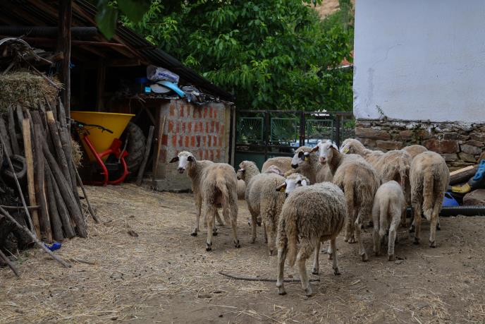 Podela plastenika 2.jpg