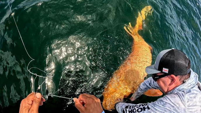 narandzasta ajkula (1).jpg