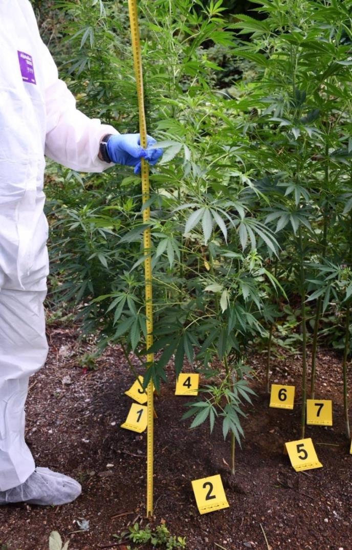 Stavljanje u promet opojnih droga