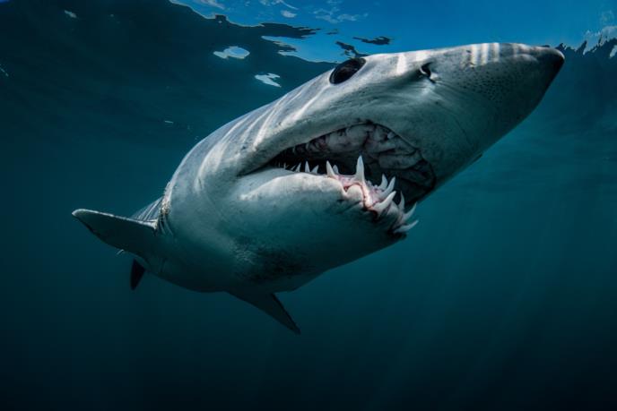 Ajkula Shortfin Mako Shark