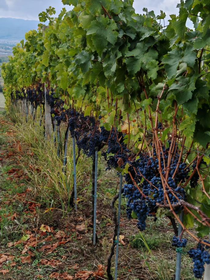 Trsteničko vinogorje.jpg