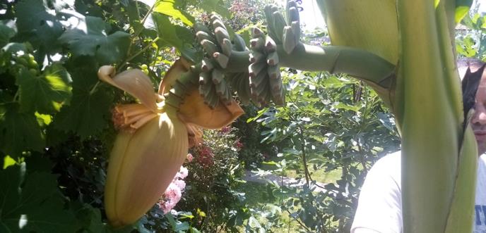 17602196871595675985IMG_20200629_130142cvet-i-formirane-male-banane-foto-RINA.jpg