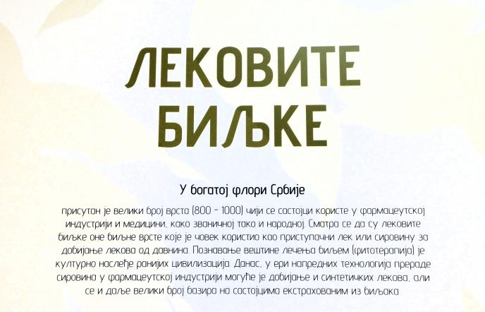 LOZNICA - Lekovito.JPG