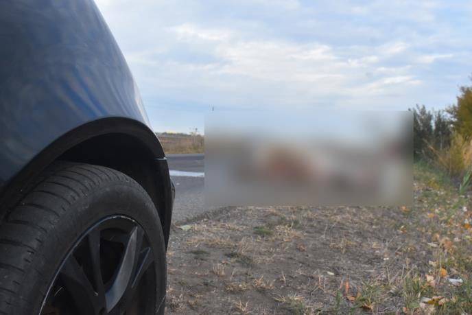 saobraćajna nesreća Kikinda stradao konj