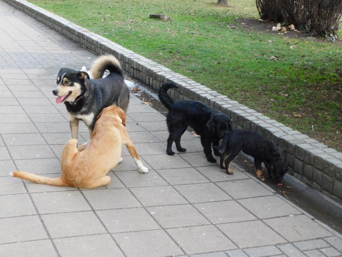 LOZNICA - Svakodnevna slika u gradu.JPG