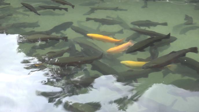 Ribnjak kalifornijeske pastrmke u Novom Pazaru