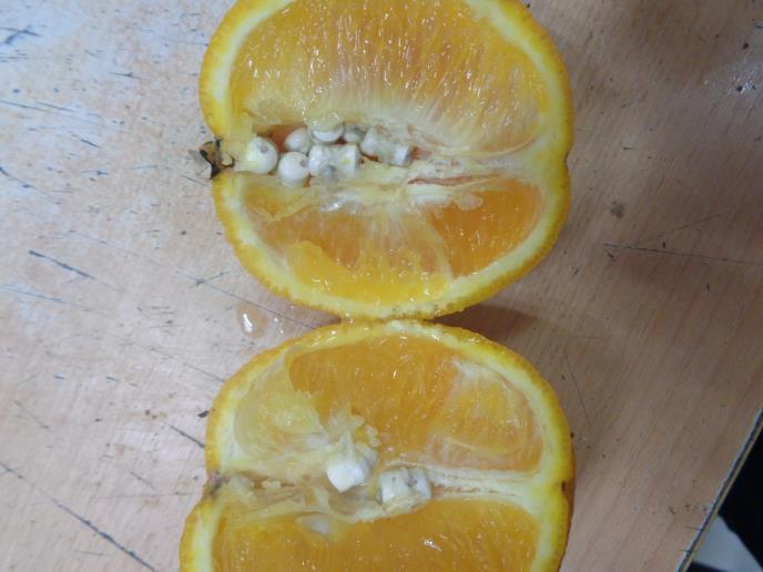 FOTO UIKS, droga u voću.JPG