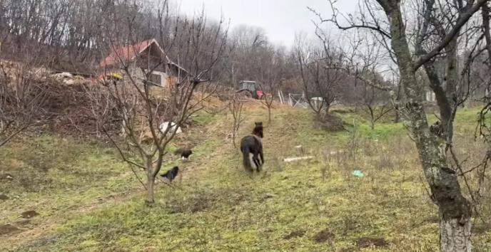 Farma koza Marka Markoša na Fruškoj gori