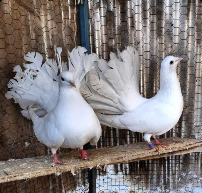 UKRASNA ŽIVINA (1).jpg