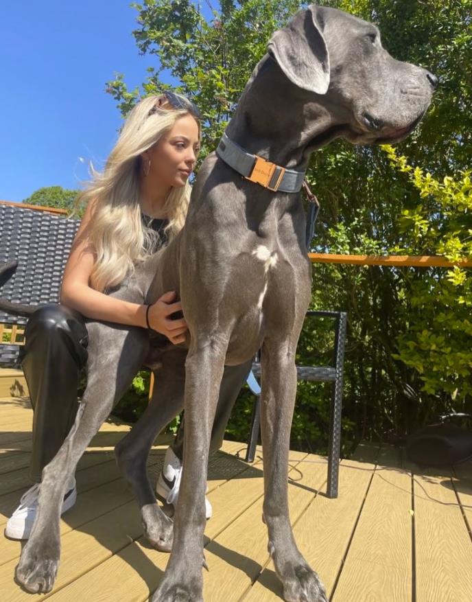 Velington, nemačka doga iz Derbišira visoku preko 190cm (2).png