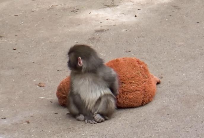 Sedmomesečni makak Panč igra se sa plišanim orangutanom u zoološkom vrtu Ičikava (1).PNG