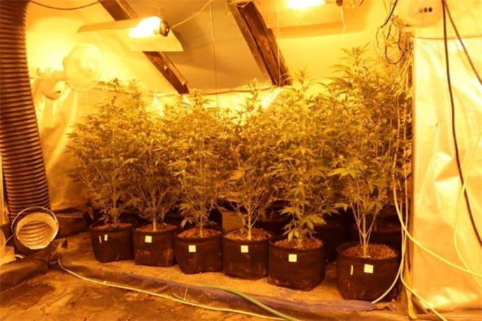 Marihuana konoplja (4).jpg