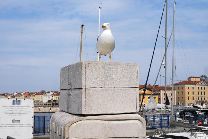 foto Nikola Zoko (32).JPG