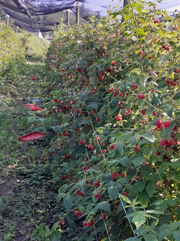 maline, zasad, Ivanjica, Milan Marić