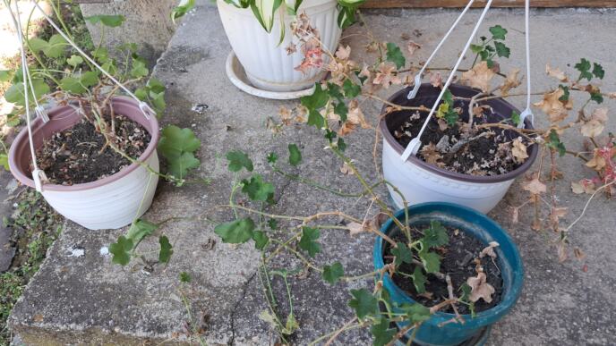 Iznošenje cveća nakon zime