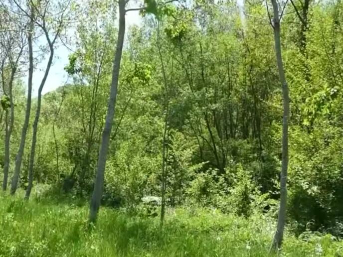 Rogačica - zasadio svoju šumu - mečija leska.jpg